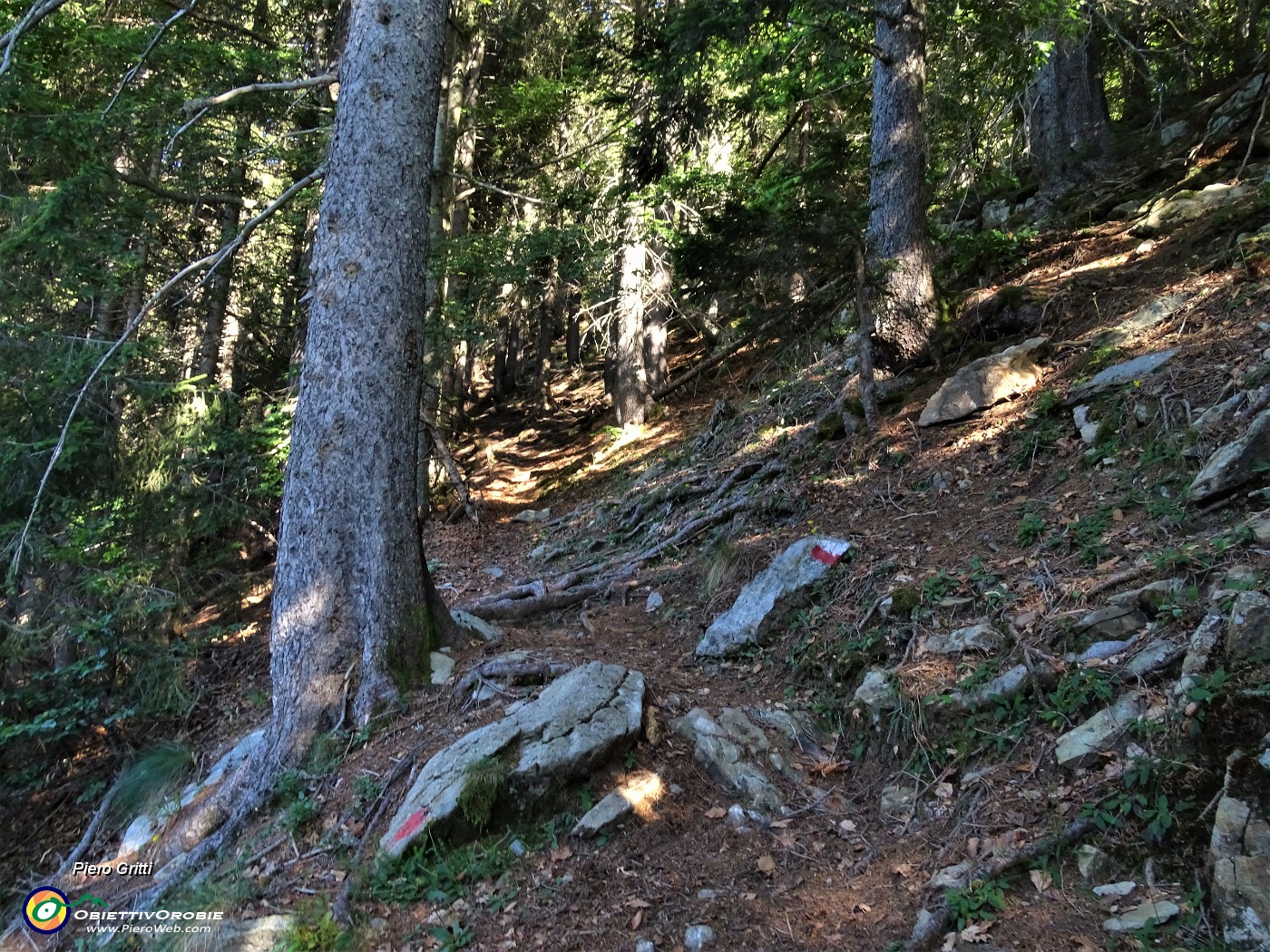 20 Un quarto d'ora nella frescura del bosco di faggeta-abetaia .JPG